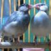 Pair-bonded Java sparrows examined in the study