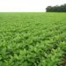 Brazilian soybean field