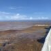 Sargassum Patch