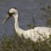 Whooping crane on Aransas Wildlife Refuge in Texas