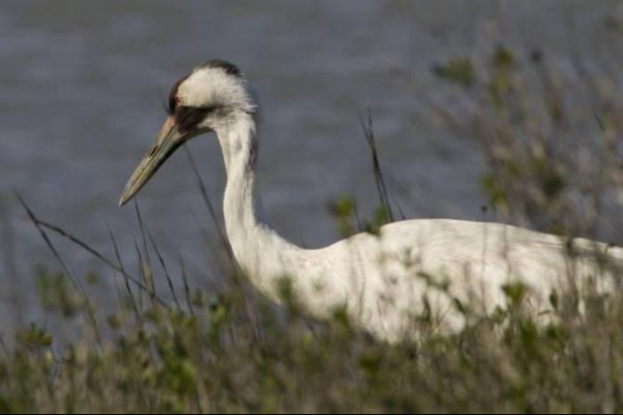 Whooping crane on Aransas Wildlife Refuge in Texas