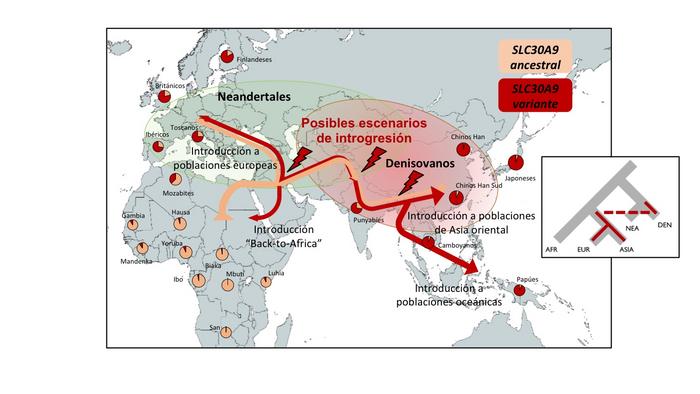 Geographical distribution of the substitution identified in the SLC30A9 gene in current human populations and possible scenarios of Denisovan introgression.