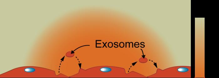 Exosomes