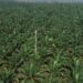 Drone view of oil palm plantation with tower to measure N2O emissions