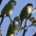 Monk parakeets