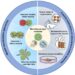 Module vascularization approaches and applications of vascularized module assembly