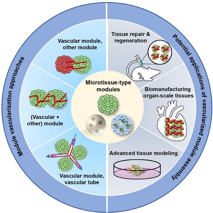 Module vascularization approaches and applications of vascularized module assembly