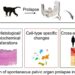 Conserved and divergent features of spontaneous POP in rhesus macaque as animal models