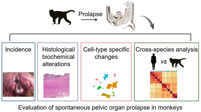 Conserved and divergent features of spontaneous POP in rhesus macaque as animal models