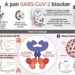 A long-acting biologic with transmucosal transport properties that arrest SARS-CoV-2 virus variants