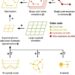 Schematic of the free energy method introduced in this work