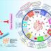 Two applications of macrocyclic small molecules in cancer therapy