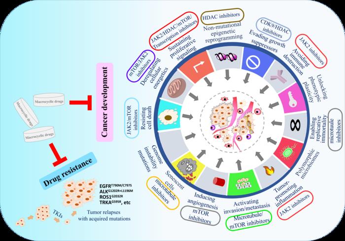 Two applications of macrocyclic small molecules in cancer therapy