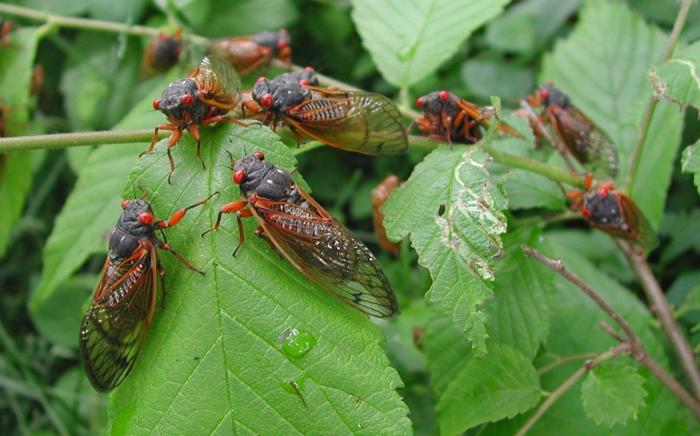 periodical cicadas