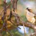 White-browed sparrow weaver