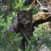 Saving Wildcats conservation breeding for release programme