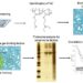 Niche-mimicking polymer hydrogel-based approach that explores cancer extracellular targets