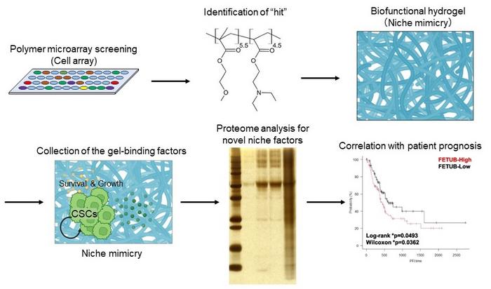 Niche-mimicking polymer hydrogel-based approach that explores cancer extracellular targets