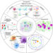 Single-cell proteogenomic analysis identify GPCR signaling contributing to immune characteristics of the microenvironment and the process of EBV-induced lymphomagenesis