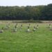 Flock of Canada geese