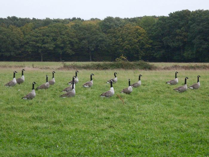 Flock of Canada geese