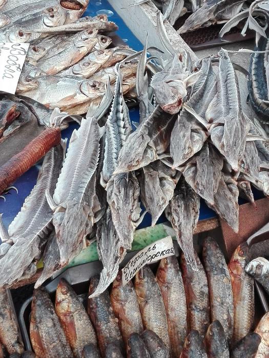 Sturgeons at a fish market in Eastern Europe