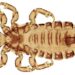 Nuclear genetic diversity of head lice sheds light on human dispersal around the world