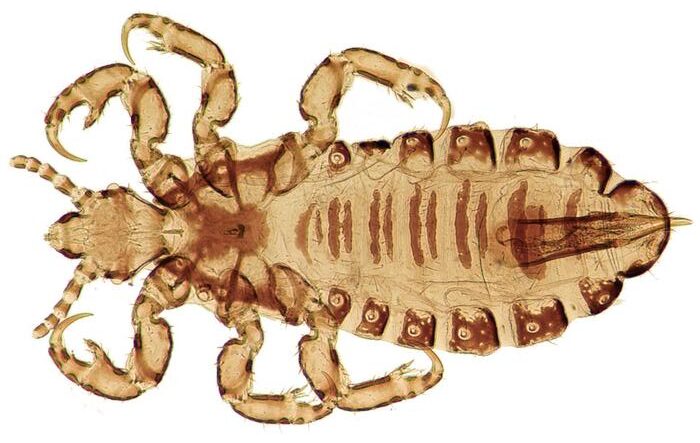 Nuclear genetic diversity of head lice sheds light on human dispersal around the world
