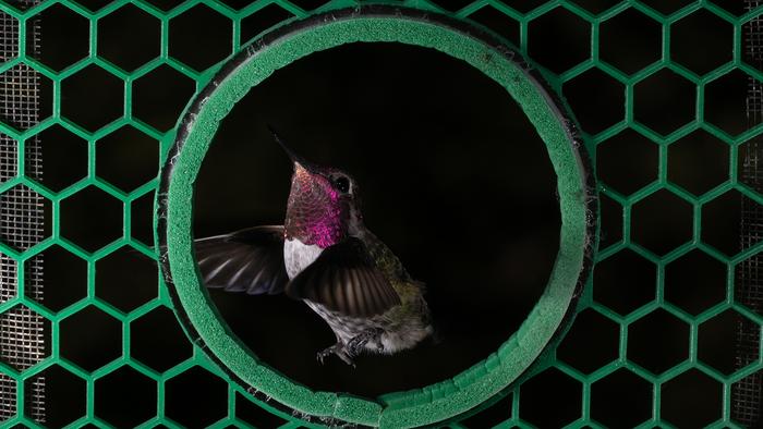 Hummingbird sidling through small aperture