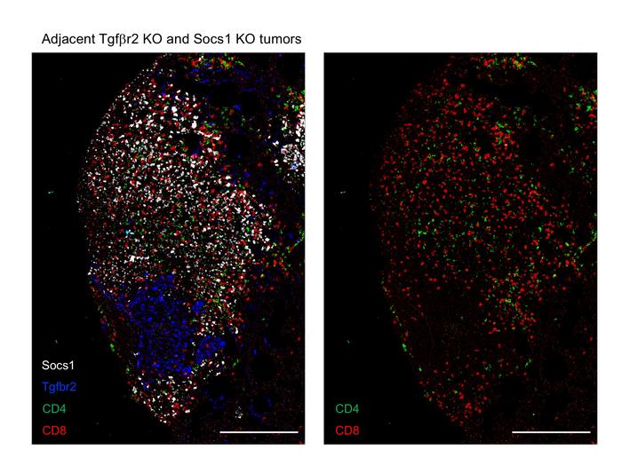 Cancer Target Discovery and Development Center grant