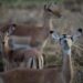 Impalas in the rain at Gorongosa National Park in central Mozambique