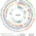 Age-Associated Cancer Targets and Dual-Purpose Targets