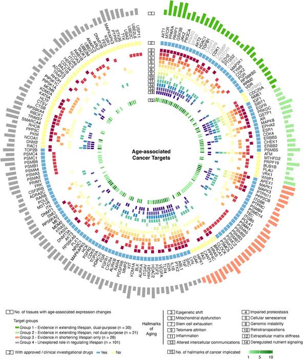 Age-Associated Cancer Targets and Dual-Purpose Targets