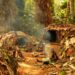 A Mbendjele camp in the Congo rainforest