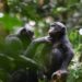 Bonobo social cooperation