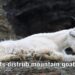 Benefits of snow for goats