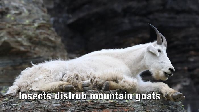 Benefits of snow for goats