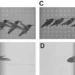 A hummingbird using two techniques to pass through a small aperture, either flying sideways or darting forward with wings tucked back like a bullet