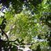 Canopy of old-growth forest in the Peruvian Amazon