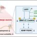 New Clues to the Mechanism Behind Treatment-Resistant Depression