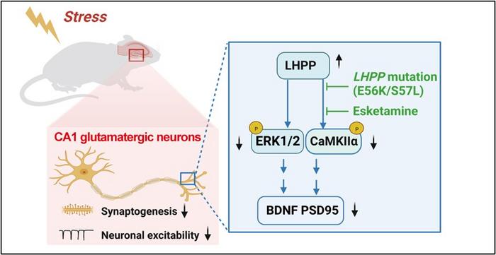 New Clues to the Mechanism Behind Treatment-Resistant Depression