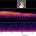 Dunlin spectrogram