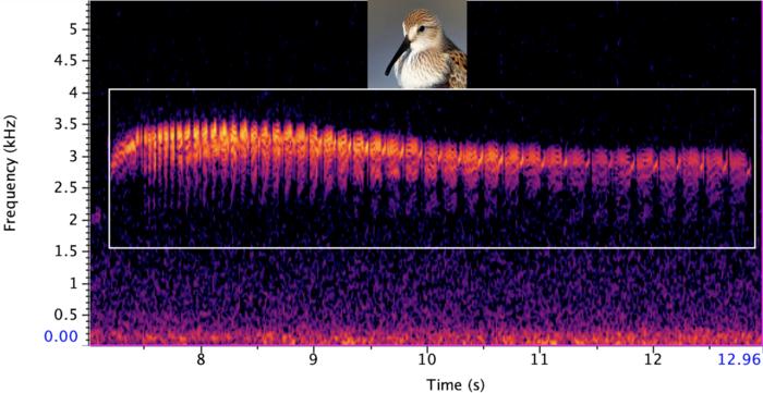 Dunlin spectrogram