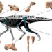 The complexity of classifying silesaurid phylogeny