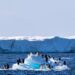 Adelie Penguins on seasonal sea ice in Antarctica