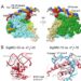 Cryo-EM structure of SigI6-RNAP-promoter complex