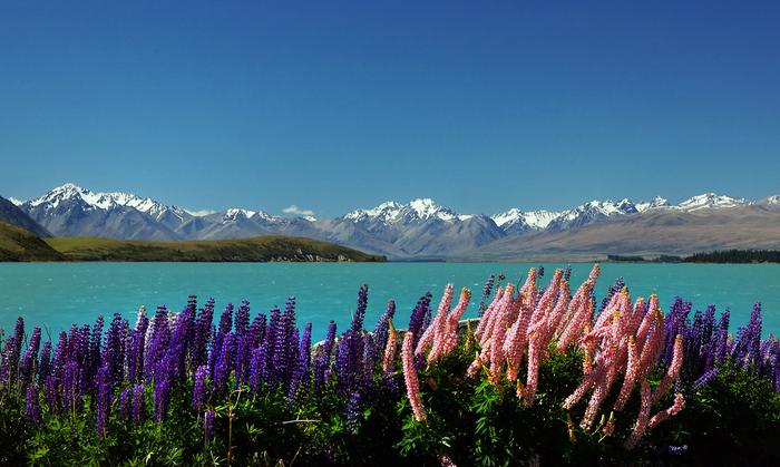 Non-native species likely to continue spreading in North America, Australia and Europe