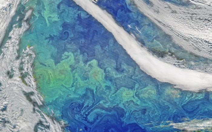 North Atlantic Phytoplankton Bloom