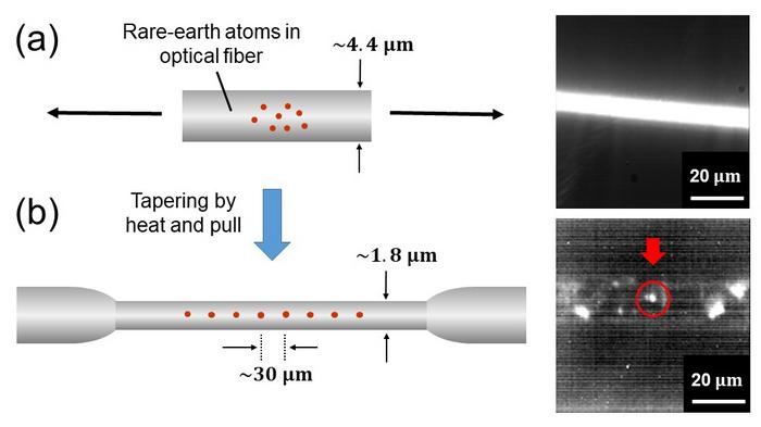 Construction of tapered rare-earth atom-doped optical fiber.