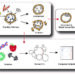 POTENTIAL RESEARCH THAT CAN BE CONDUCTED USING 3D HUMAN BREAST ORGANOID MODELS